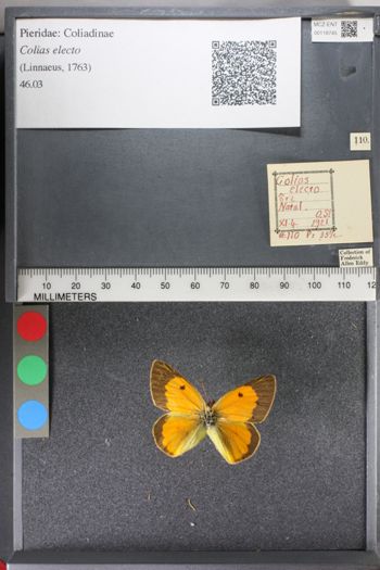 Media type: image;   Entomology 118745